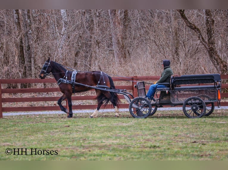 Frison Hongre 4 Ans 163 cm Bai cerise in Flemingsburg Ky