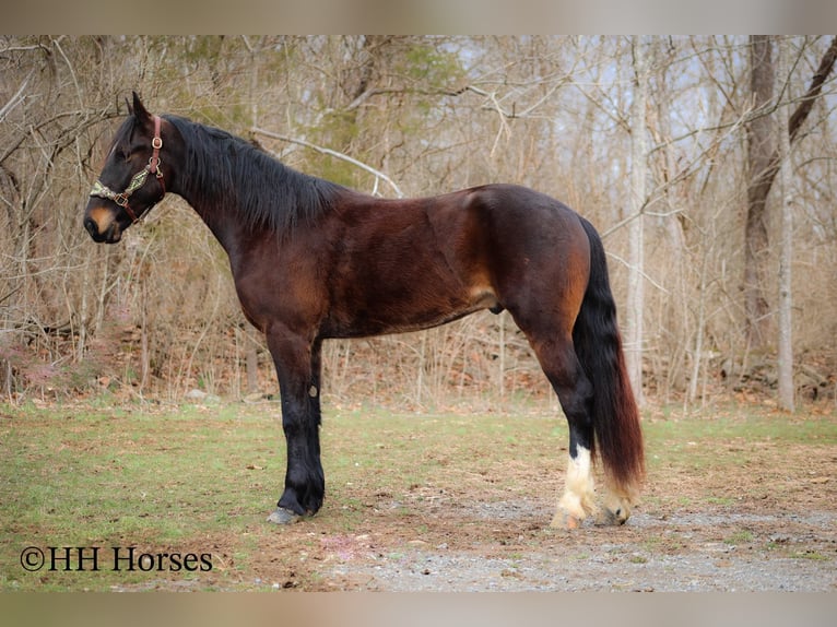 Frison Hongre 4 Ans 163 cm Bai cerise in Flemingsburg Ky