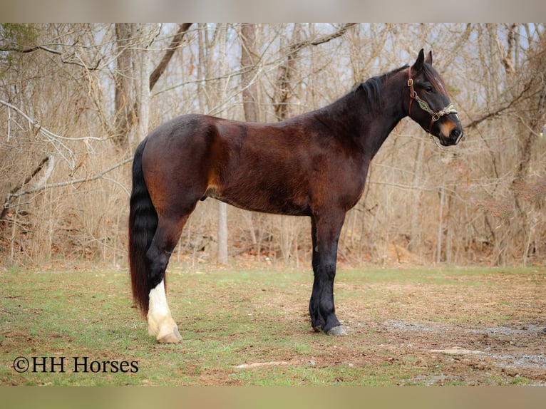 Frison Hongre 4 Ans 163 cm Bai cerise in Flemingsburg Ky