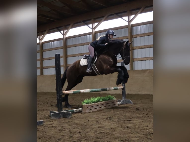 Frison Hongre 4 Ans 163 cm Noir in Howell