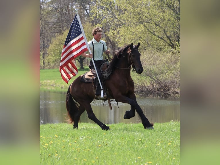 Frison Hongre 4 Ans 163 cm Noir in Howell