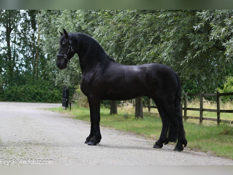 Frison Hongre 4 Ans 163 cm Noir in Mijnsheerenland