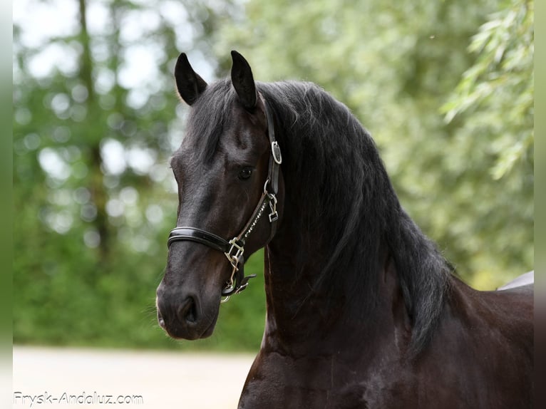 Frison Hongre 4 Ans 163 cm Noir in Mijnsheerenland