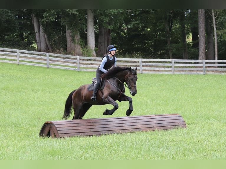 Frison Croisé Hongre 4 Ans 163 cm Noir in Clover, SC