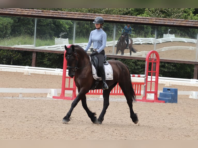 Frison Croisé Hongre 4 Ans 163 cm Noir in Clover, SC