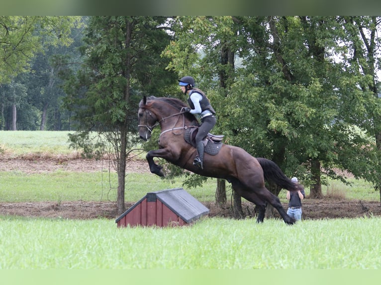 Frison Croisé Hongre 4 Ans 163 cm Noir in Clover, SC