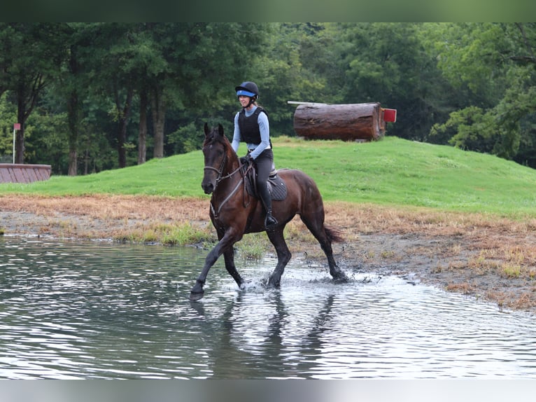 Frison Croisé Hongre 4 Ans 163 cm Noir in Clover, SC