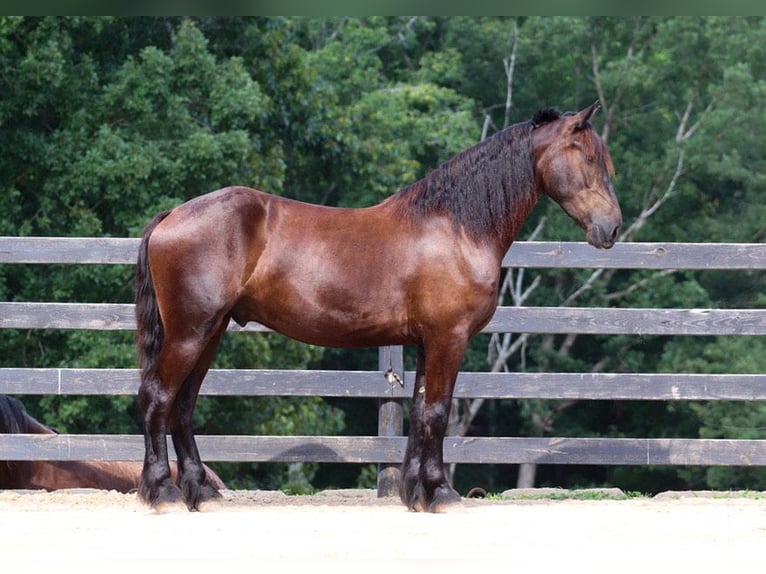 Frison Croisé Hongre 4 Ans 163 cm Noir in Clover, SC