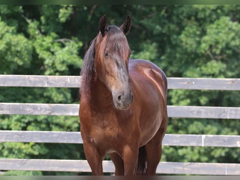 Frison Croisé Hongre 4 Ans 163 cm Noir in Clover, SC