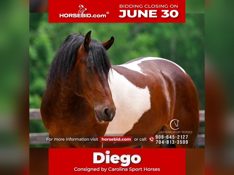 Frison Hongre 4 Ans 163 cm in Clover, SC