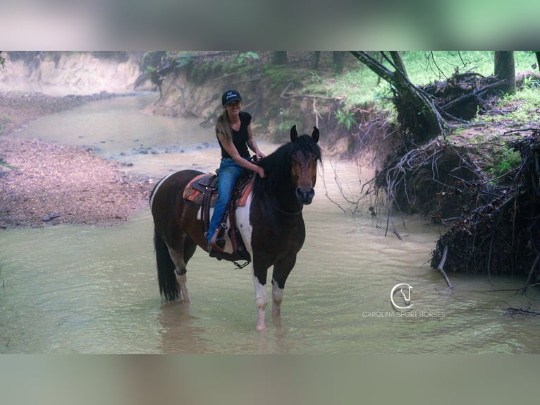 Frison Hongre 4 Ans 163 cm in Clover, SC