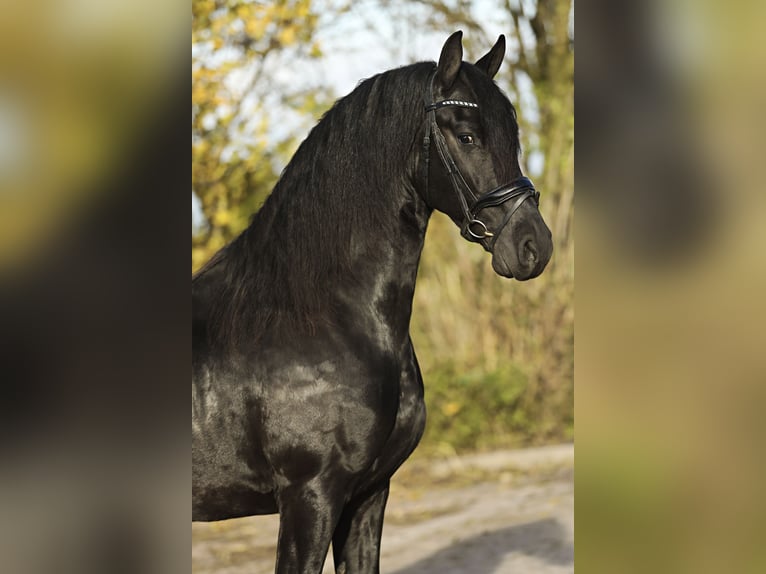 Frison Hongre 4 Ans 164 cm Noir in Britswert