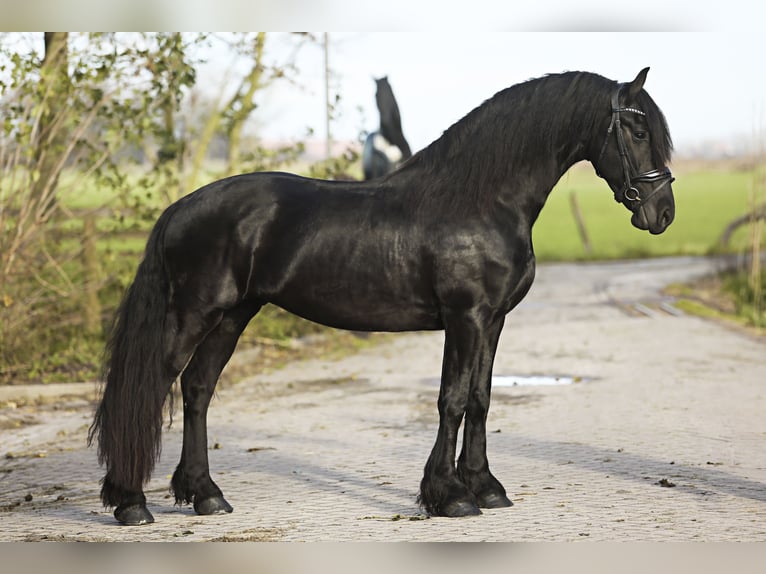 Frison Hongre 4 Ans 164 cm Noir in Britswert