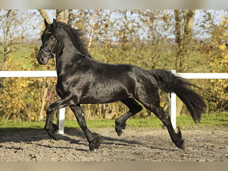 Frison Hongre 4 Ans 164 cm Noir in Britswert