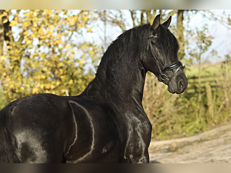 Frison Hongre 4 Ans 164 cm Noir in Britswert