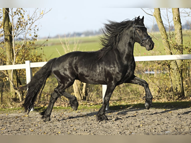 Frison Hongre 4 Ans 164 cm Noir in Britswert