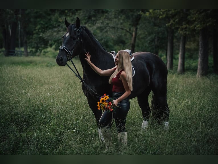Frison Croisé Hongre 4 Ans 165 cm Noir in Mount Vernon, MO