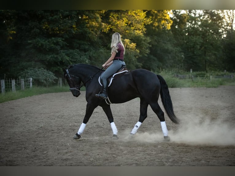 Frison Croisé Hongre 4 Ans 165 cm Noir in Mount Vernon, MO