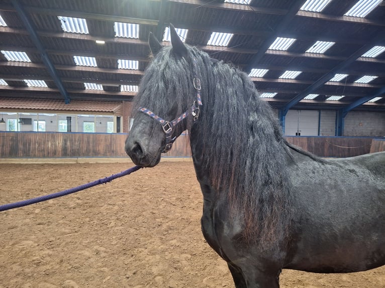 Frison Hongre 4 Ans 165 cm Noir in Dalen
