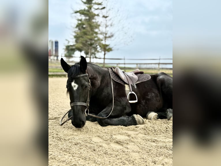 Frison Croisé Hongre 4 Ans 165 cm Noir in Gap