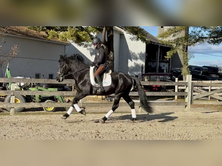 Frison Croisé Hongre 4 Ans 165 cm Noir in Gap