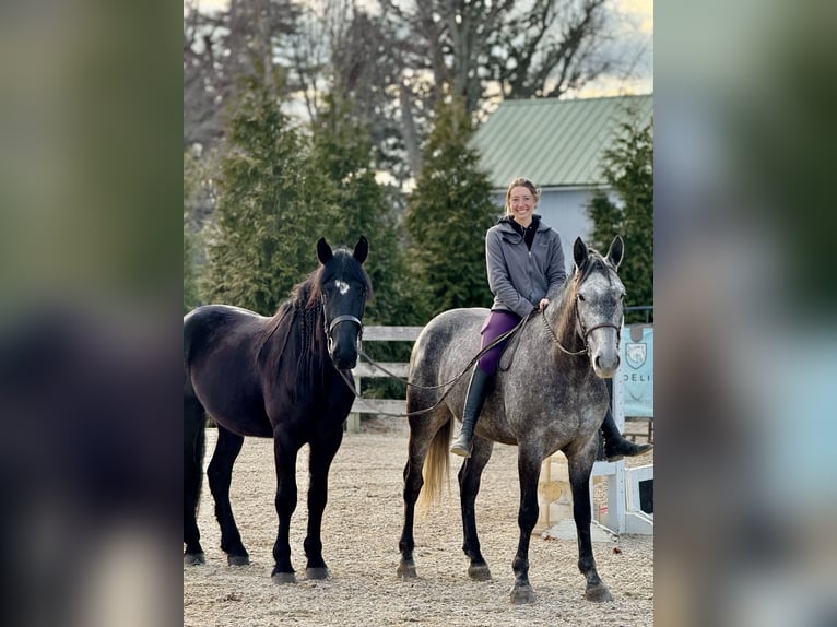 Frison Croisé Hongre 4 Ans 165 cm Noir in Gap