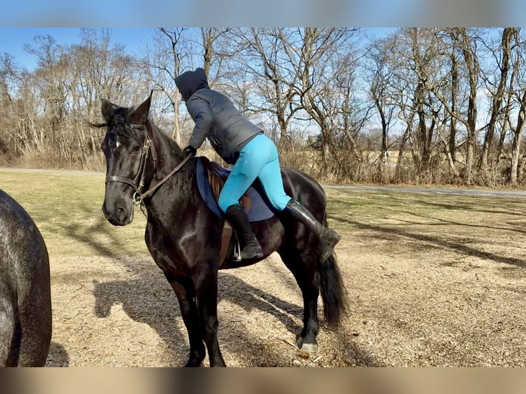 Frison Croisé Hongre 4 Ans 165 cm Noir in Gap