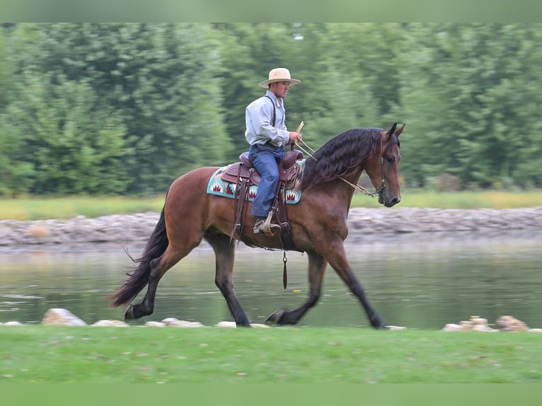 Frison Hongre 4 Ans 168 cm Bai cerise in Fairbank