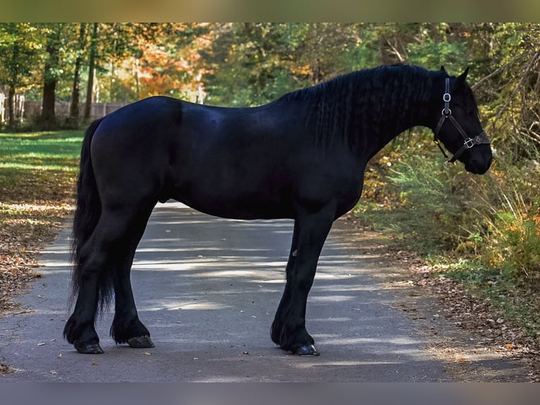 Frison Hongre 4 Ans 168 cm Noir in Rochester