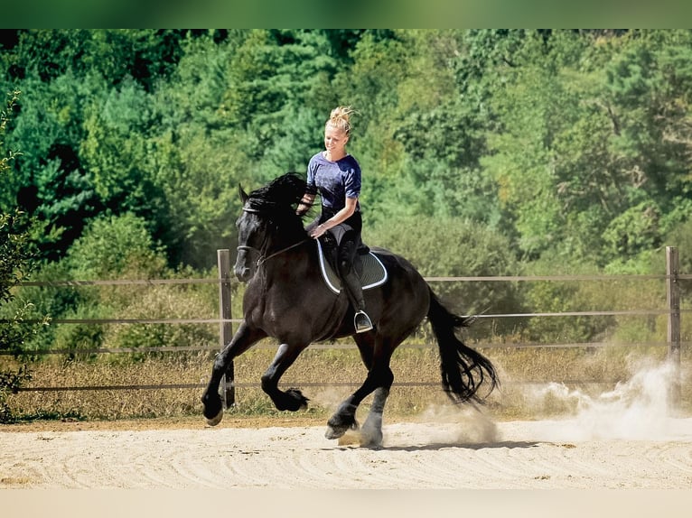 Frison Hongre 4 Ans 168 cm Noir in Rochester