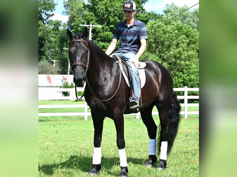 Frison Croisé Hongre 4 Ans 168 cm Noir in Sturgis, MI