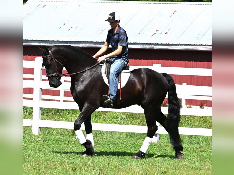 Frison Croisé Hongre 4 Ans 168 cm Noir in Sturgis, MI