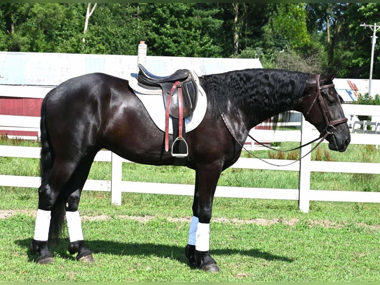 Frison Croisé Hongre 4 Ans 168 cm Noir in Sturgis, MI