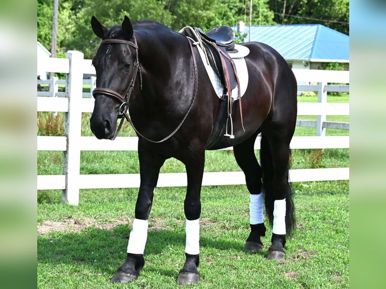 Frison Croisé Hongre 4 Ans 168 cm Noir in Sturgis, MI