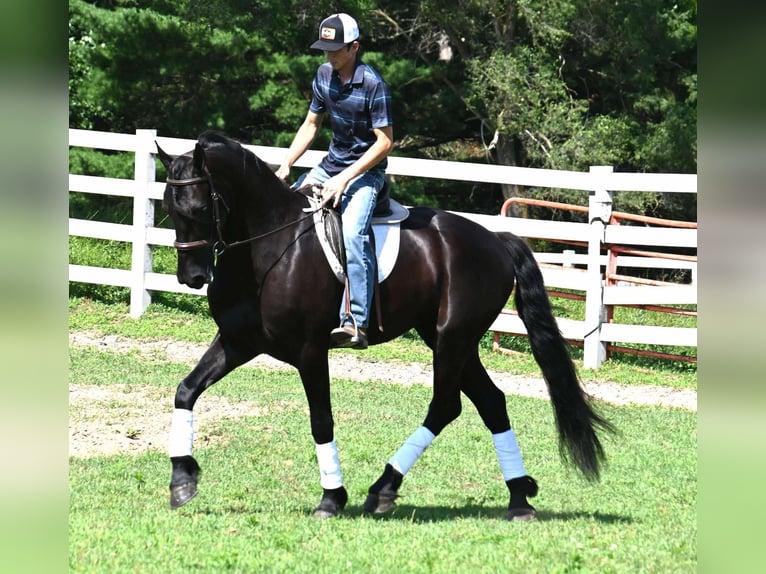 Frison Croisé Hongre 4 Ans 168 cm Noir in Sturgis, MI