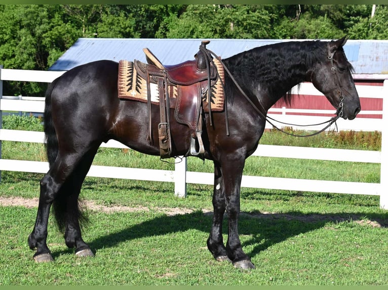 Frison Croisé Hongre 4 Ans 168 cm Noir in Sturgis, MI