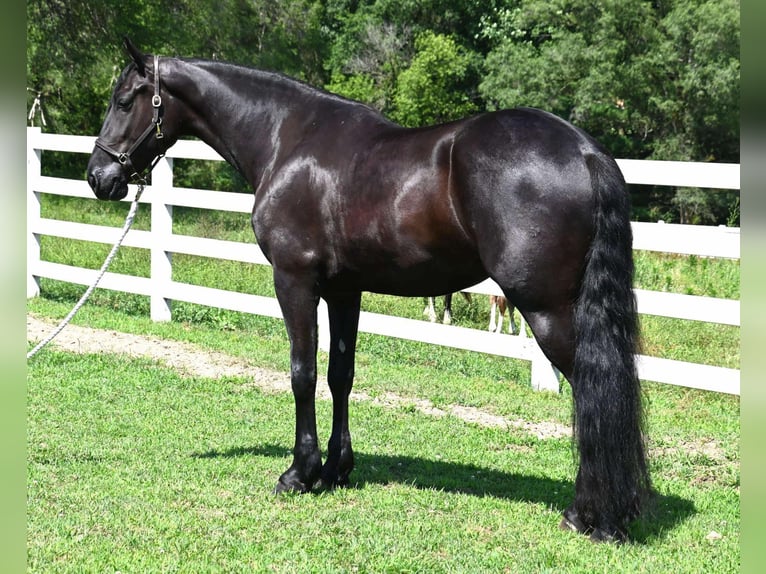 Frison Croisé Hongre 4 Ans 168 cm Noir in Sturgis, MI