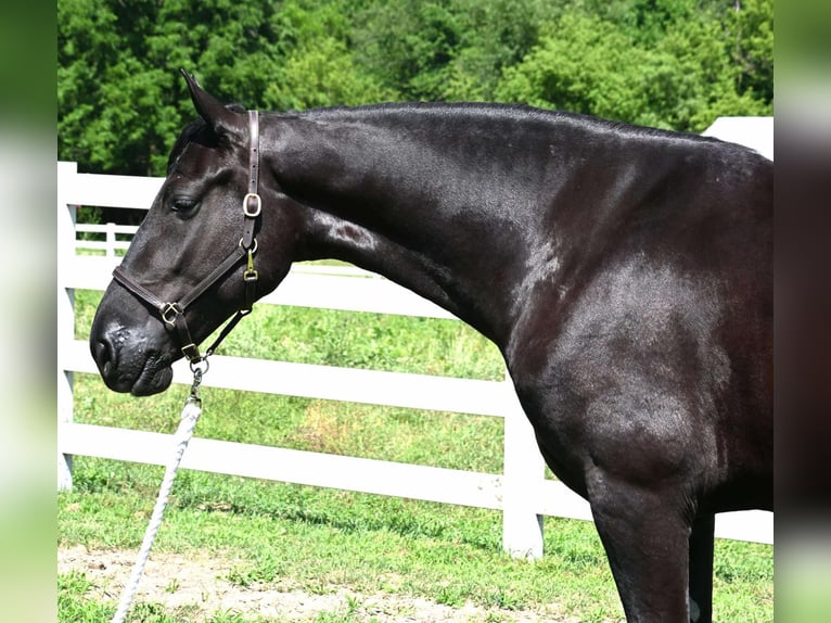 Frison Croisé Hongre 4 Ans 168 cm Noir in Sturgis, MI