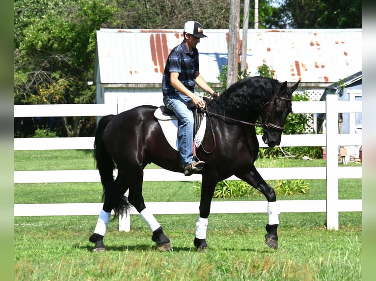 Frison Croisé Hongre 4 Ans 168 cm Noir in Sturgis, MI