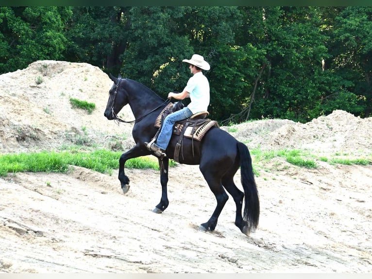 Frison Croisé Hongre 4 Ans 168 cm Noir in Sturgis, MI