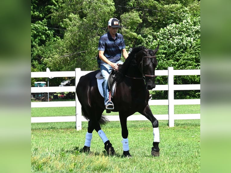 Frison Croisé Hongre 4 Ans 168 cm Noir in Sturgis, MI