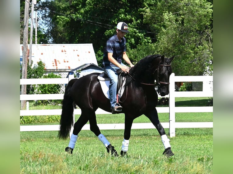 Frison Croisé Hongre 4 Ans 168 cm Noir in Sturgis, MI