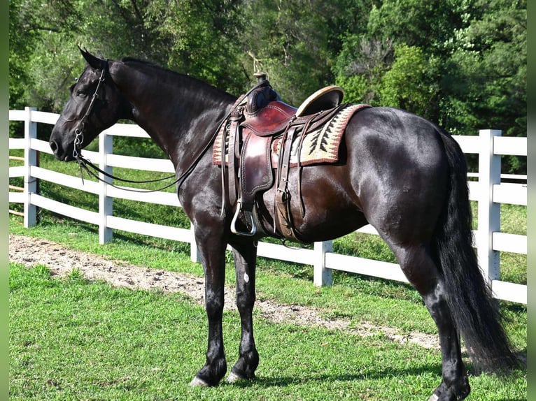 Frison Croisé Hongre 4 Ans 168 cm Noir in Sturgis, MI
