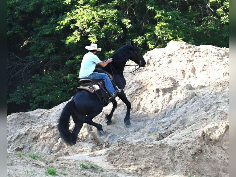 Frison Croisé Hongre 4 Ans 168 cm Noir in Sturgis, MI