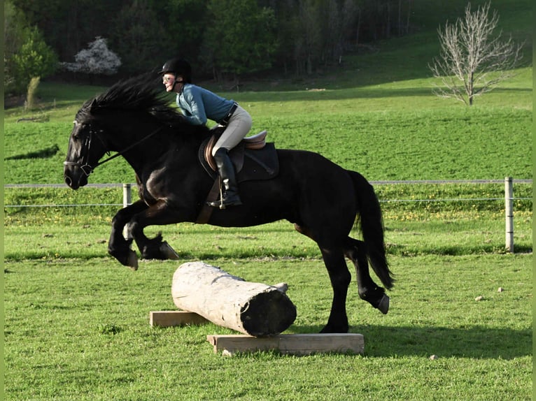 Frison Hongre 4 Ans 168 cm Noir in Warsaw, NY