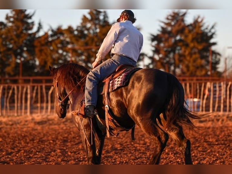 Frison Croisé Hongre 4 Ans 168 cm Noir in Ripley