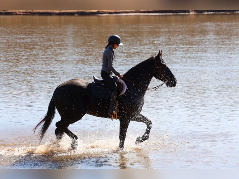 Frison Croisé Hongre 4 Ans 168 cm Noir in Ripley