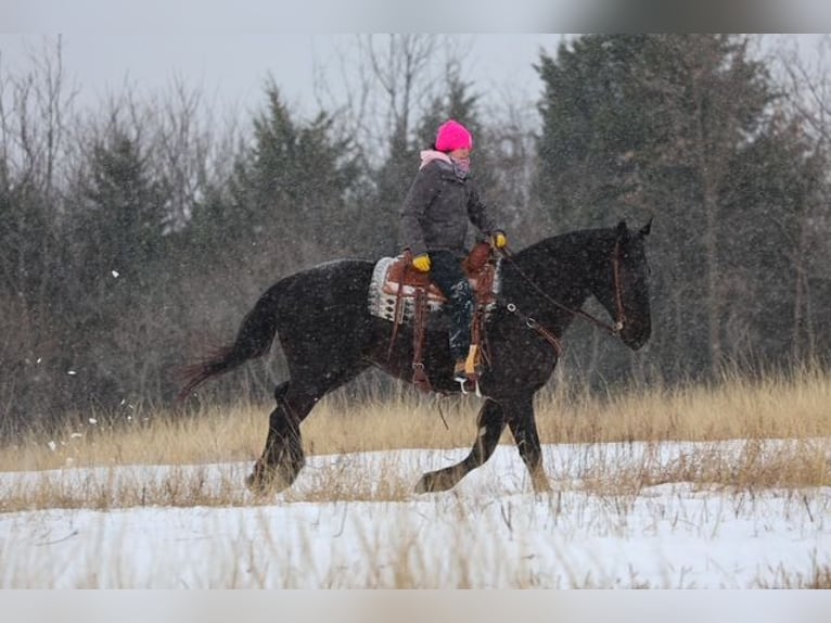 Frison Croisé Hongre 4 Ans 168 cm Noir in Ripley