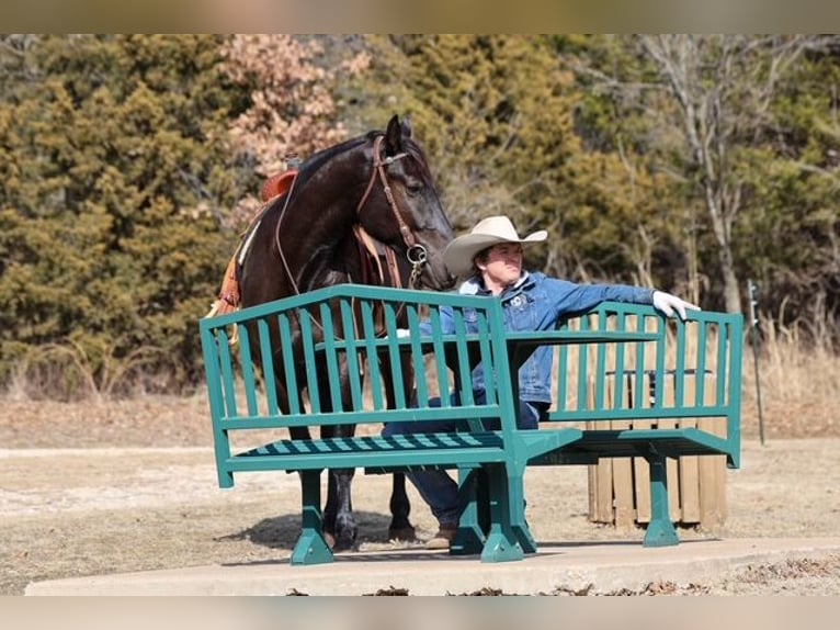 Frison Croisé Hongre 4 Ans 168 cm Noir in Ripley