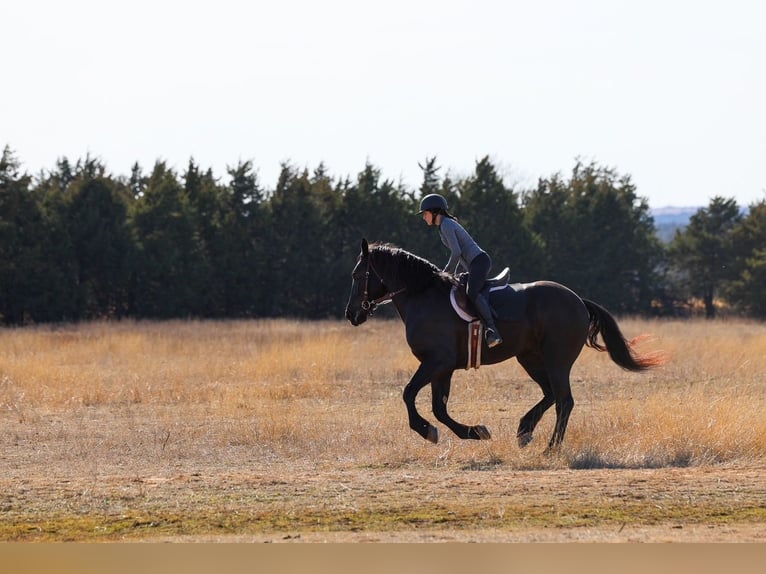Frison Croisé Hongre 4 Ans 168 cm Noir in Ripley